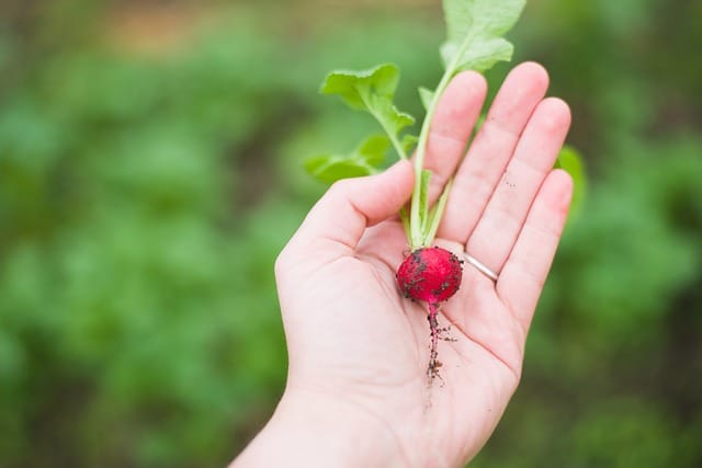 How to grow Radishes