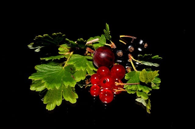 How to grow Redcurrants