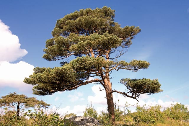 Identifying Scots Pine trees