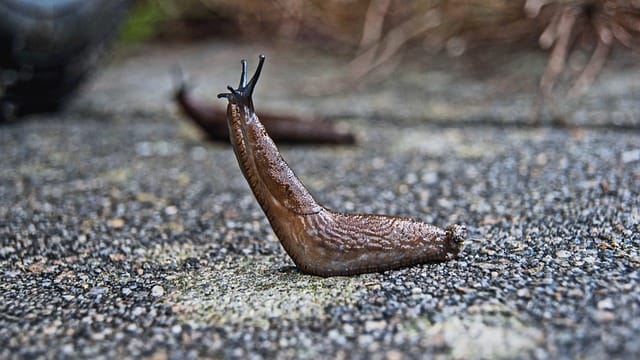 Fighting gardening pests: Slugs