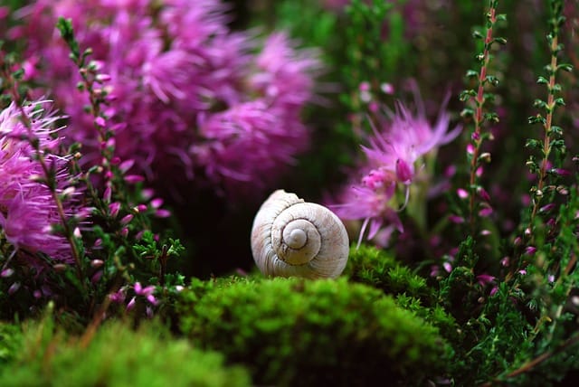 Fighting gardening pests: Snails