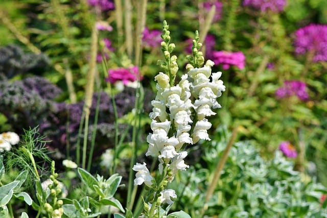 How to grow Snapdragons