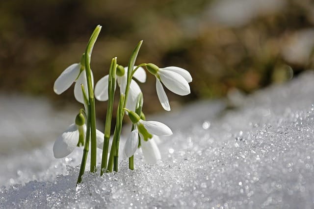 How to grow Snowdrops