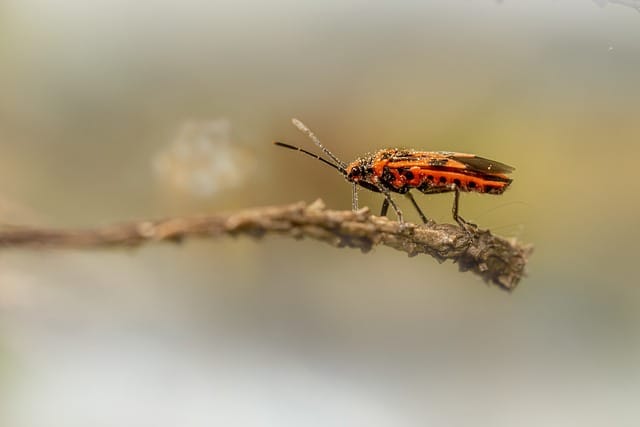 Fighting gardening pests: Squash bugs