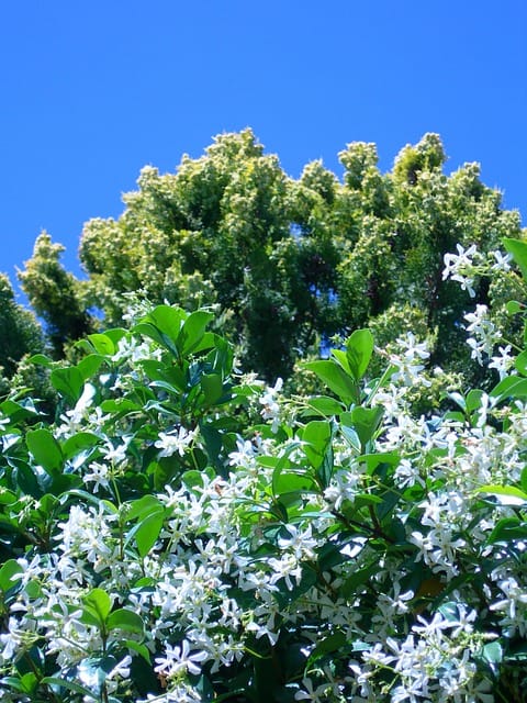 How to grow Star jasmine (Trachelospermum jasminoides)