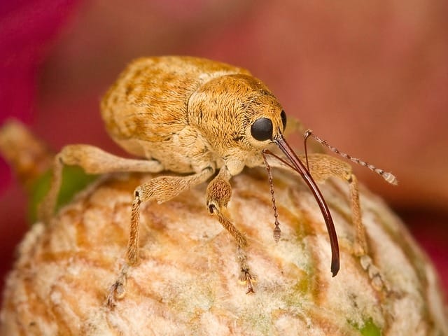 Fighting gardening pests: Strawberry root weevils