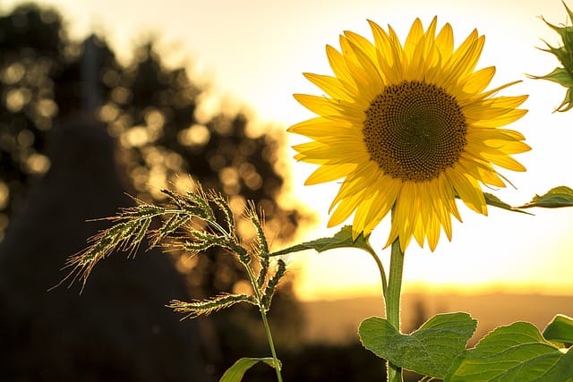 How to grow Sunflowers