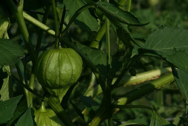 How to grow Tomatillos