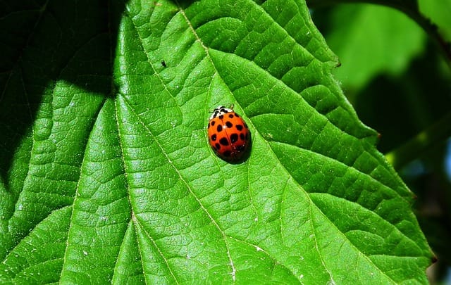 Fighting gardening diseases: Viburnum leaf beetles
